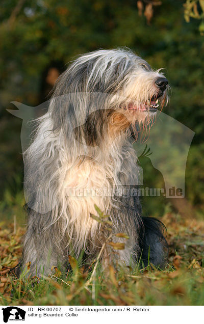 sitzender / sitting Bearded Collie / RR-00707