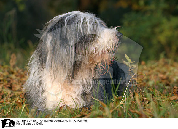 lying Bearded Collie / RR-00710