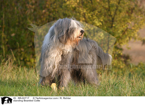 stehender / standing Bearded Collie / RR-00717