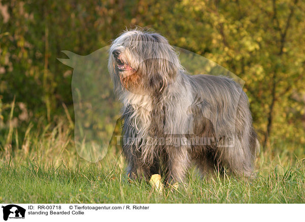 standing Bearded Collie / RR-00718