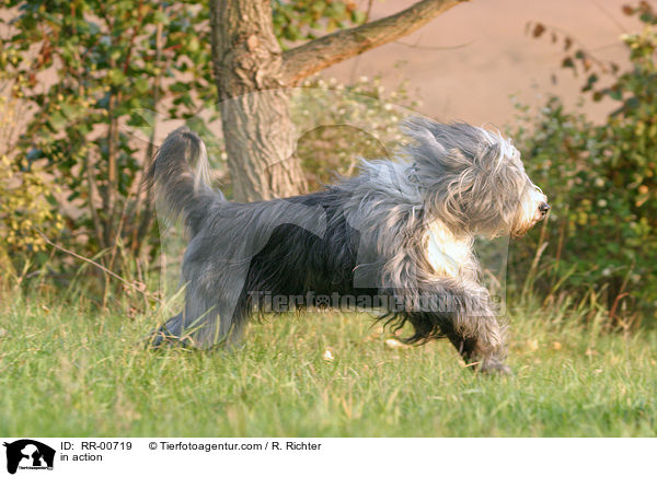 Bearded Collie in Bewegung / in action / RR-00719