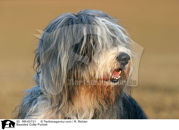 Bearded Collie Portrait / RR-00721