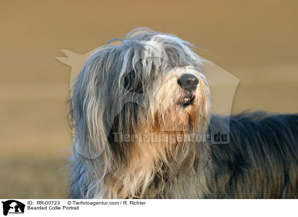 Bearded Collie Portrait / RR-00723