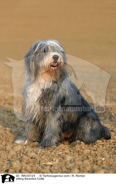 sitting Bearded Collie / RR-00724