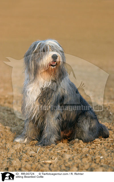 sitzender / sitting Bearded Collie / RR-00724