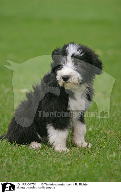 sitting bearded collie puppy / RR-00751