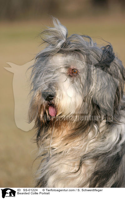 Bearded Collie Portrait / Bearded Collie Portrait / SS-01224