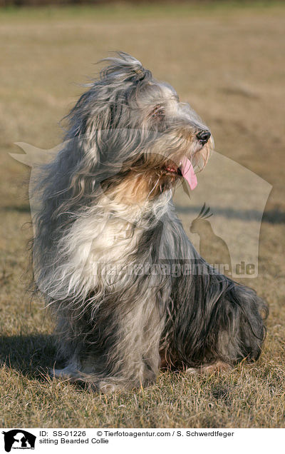sitzender Bearded Collie / sitting Bearded Collie / SS-01226
