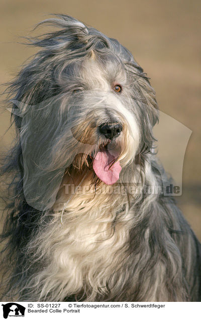 Bearded Collie Portrait / Bearded Collie Portrait / SS-01227