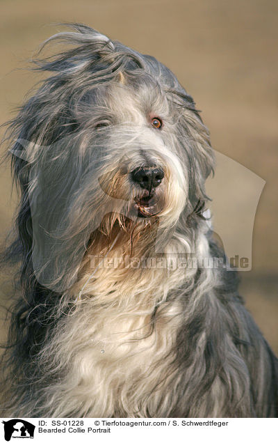 Bearded Collie Portrait / Bearded Collie Portrait / SS-01228