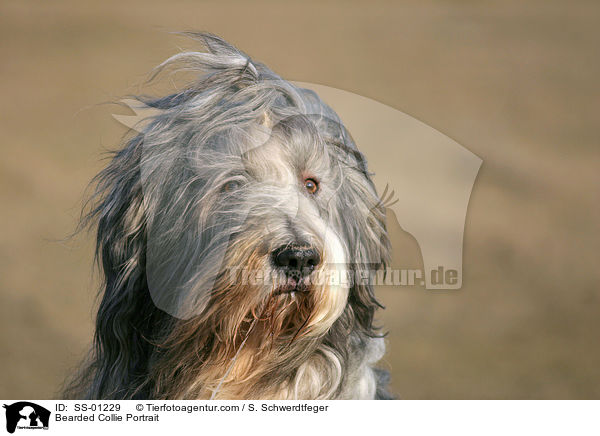 Bearded Collie Portrait / Bearded Collie Portrait / SS-01229