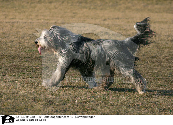 laufender Bearded Collie / walking Bearded Collie / SS-01230