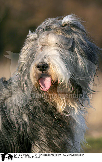 Bearded Collie Portrait / Bearded Collie Portrait / SS-01231