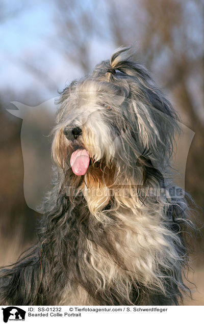 Bearded Collie Portrait / Bearded Collie Portrait / SS-01232