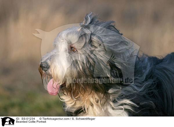 Bearded Collie Portrait / Bearded Collie Portrait / SS-01234