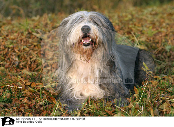 lying Bearded Collie / RR-00711