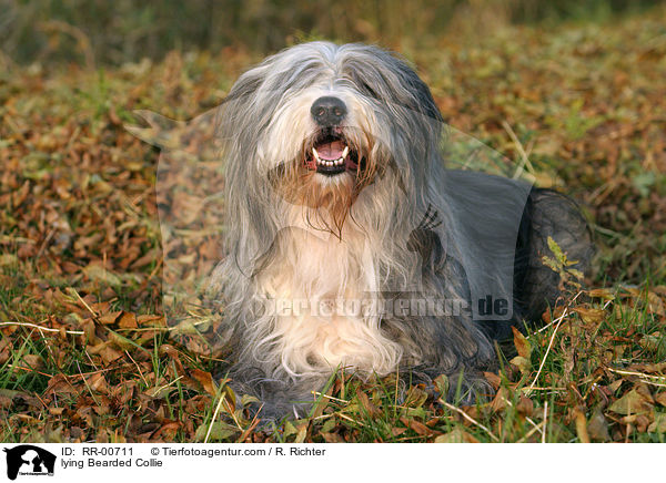 liegender / lying Bearded Collie / RR-00711