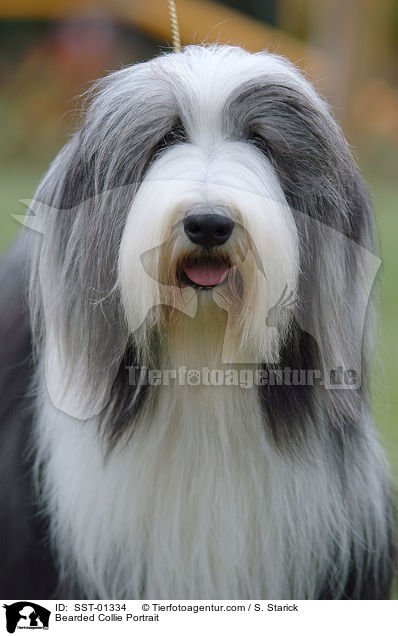 Bearded Collie Portrait / Bearded Collie Portrait / SST-01334