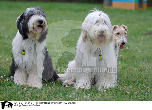 sitzender Bearded Collies / sitting Bearded Collies / SST-01340