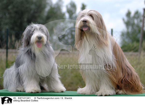 sitzender Bearded Collies / sitting Bearded Collies / SST-01341