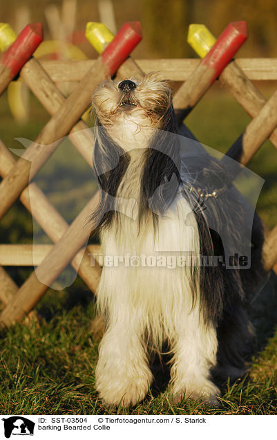 bellender Bearded Collie / barking Bearded Collie / SST-03504