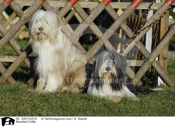 Bearded Collie / Bearded Collie / SST-03510