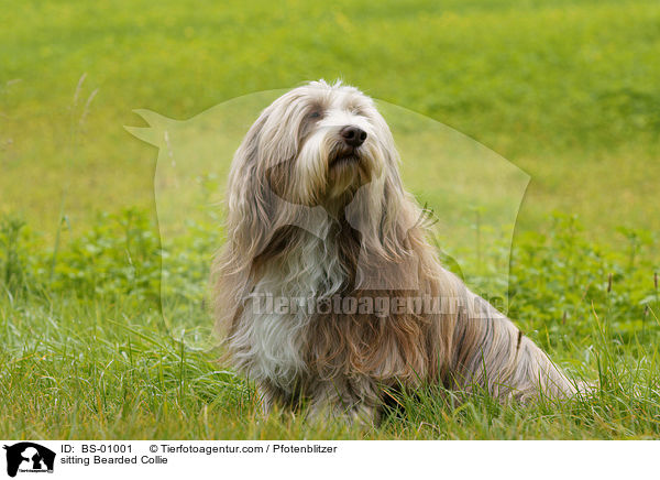 sitting Bearded Collie / BS-01001