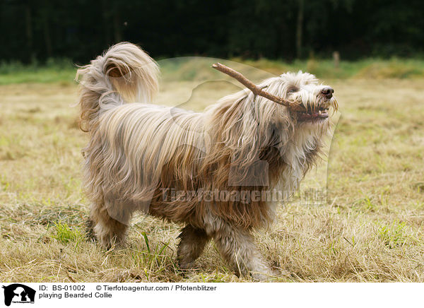 spielender Bearded Collie / playing Bearded Collie / BS-01002