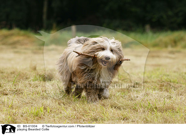 spielender Bearded Collie / playing Bearded Collie / BS-01004