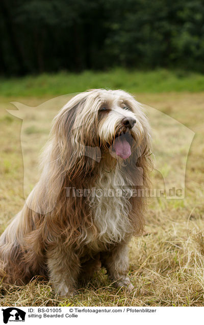 sitting Bearded Collie / BS-01005