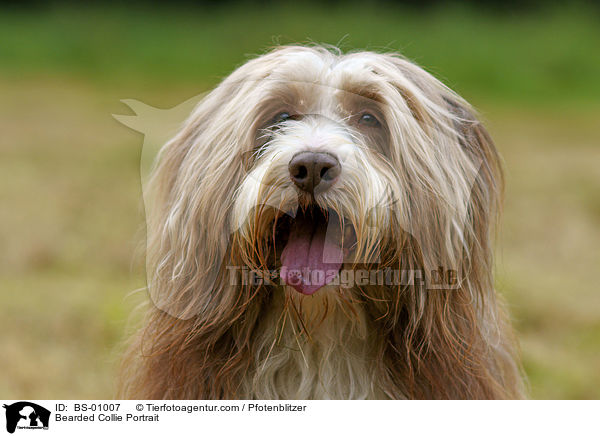 Bearded Collie Portrait / Bearded Collie Portrait / BS-01007
