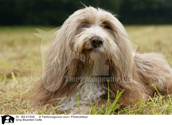 liegender Bearded Collie / lying Bearded Collie / BS-01008