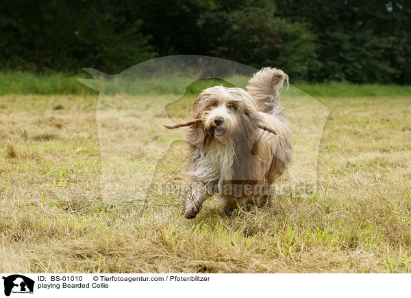 spielender Bearded Collie / playing Bearded Collie / BS-01010