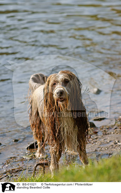 standing Bearded Collie / BS-01021