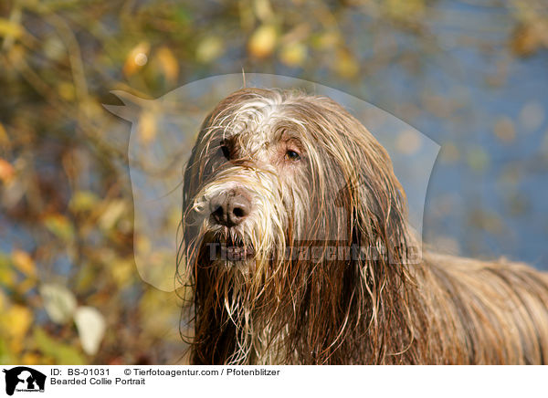 Bearded Collie Portrait / Bearded Collie Portrait / BS-01031