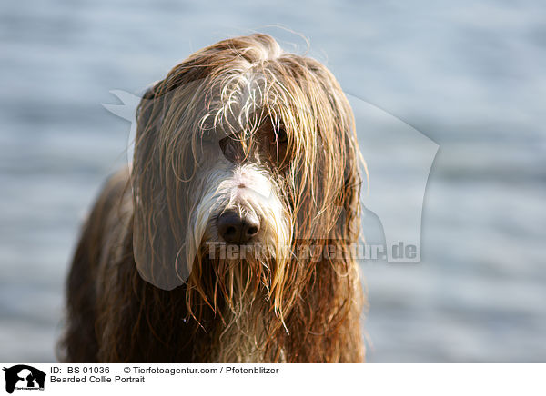 Bearded Collie Portrait / Bearded Collie Portrait / BS-01036