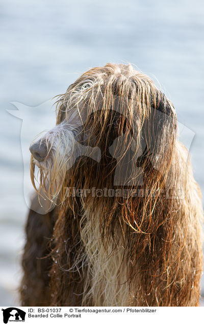 Bearded Collie Portrait / Bearded Collie Portrait / BS-01037