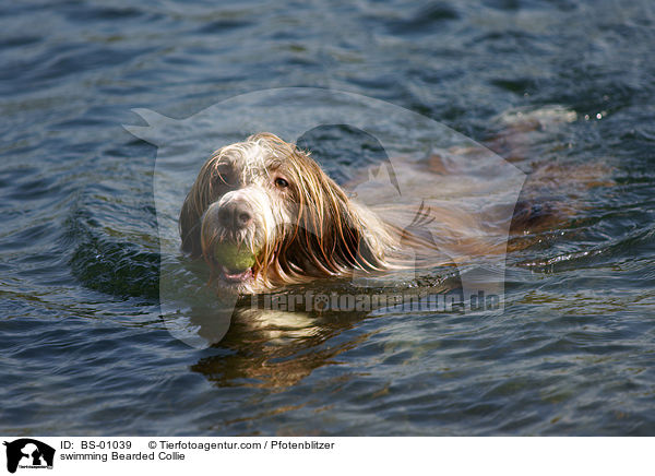 schwimmender Bearded Collie / swimming Bearded Collie / BS-01039