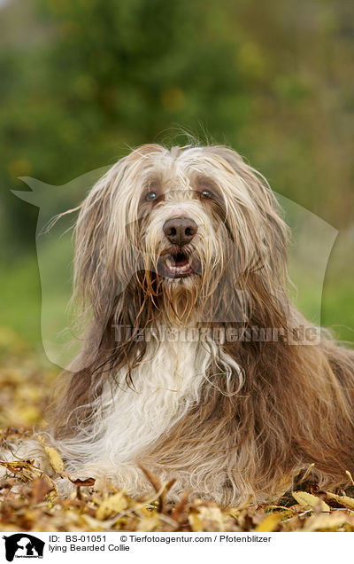 liegender Bearded Collie / lying Bearded Collie / BS-01051