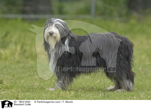 Bearded Collie / Bearded Collie / TM-01900