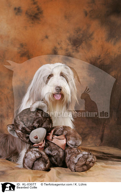 Bearded Collie / Bearded Collie / KL-03077