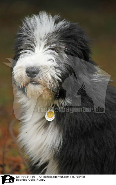 Bearded Collie Welpe / Bearded Collie Puppy / RR-31156