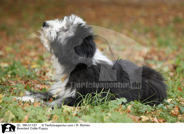 Bearded Collie Welpe / Bearded Collie Puppy / RR-31157