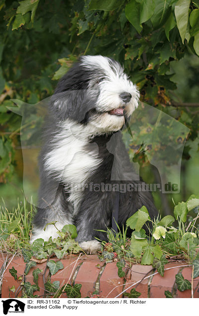 Bearded Collie Welpe / Bearded Collie Puppy / RR-31162