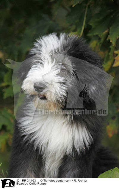 Bearded Collie Welpe / Bearded Collie Puppy / RR-31163