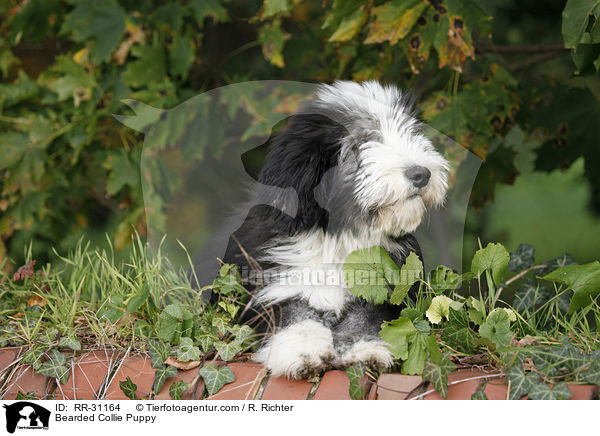 Bearded Collie Welpe / Bearded Collie Puppy / RR-31164