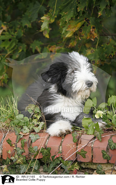 Bearded Collie Welpe / Bearded Collie Puppy / RR-31165