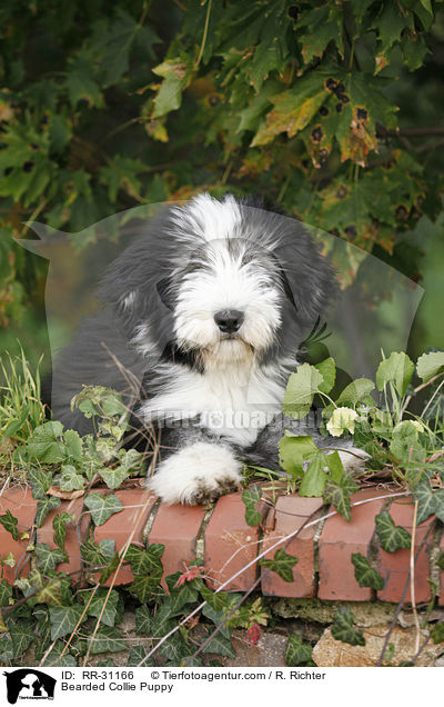 Bearded Collie Welpe / Bearded Collie Puppy / RR-31166