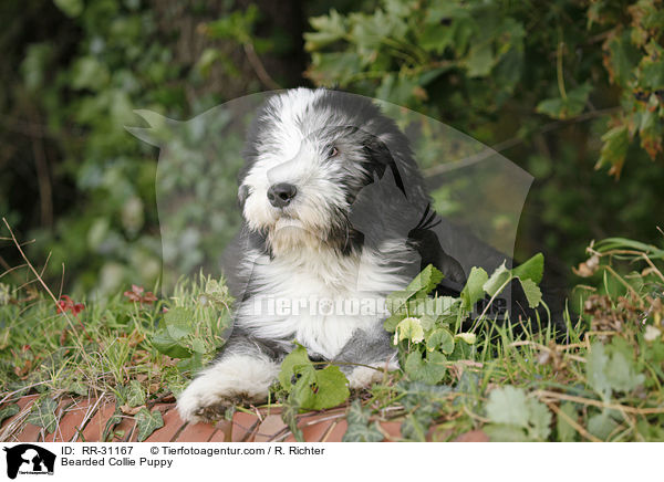 Bearded Collie Welpe / Bearded Collie Puppy / RR-31167
