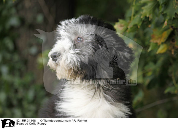 Bearded Collie Welpe / Bearded Collie Puppy / RR-31168